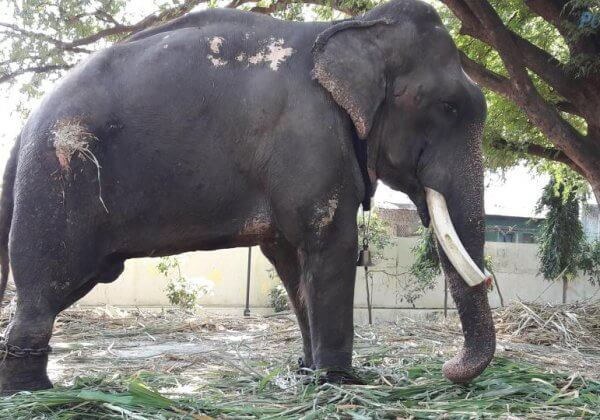 Urge Forest Minister to Free Dying Elephant
