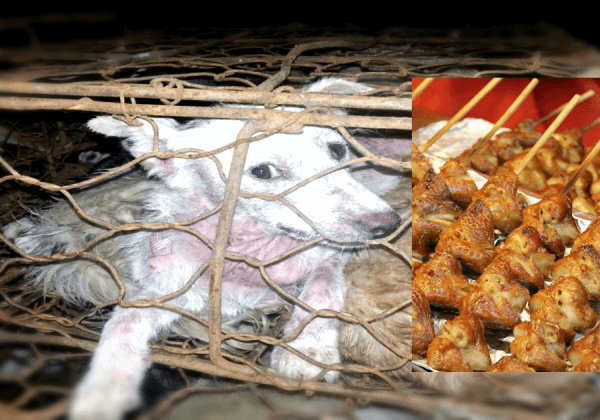 Dog Meat Is Being Served Outside the Olympic Games in South Korea