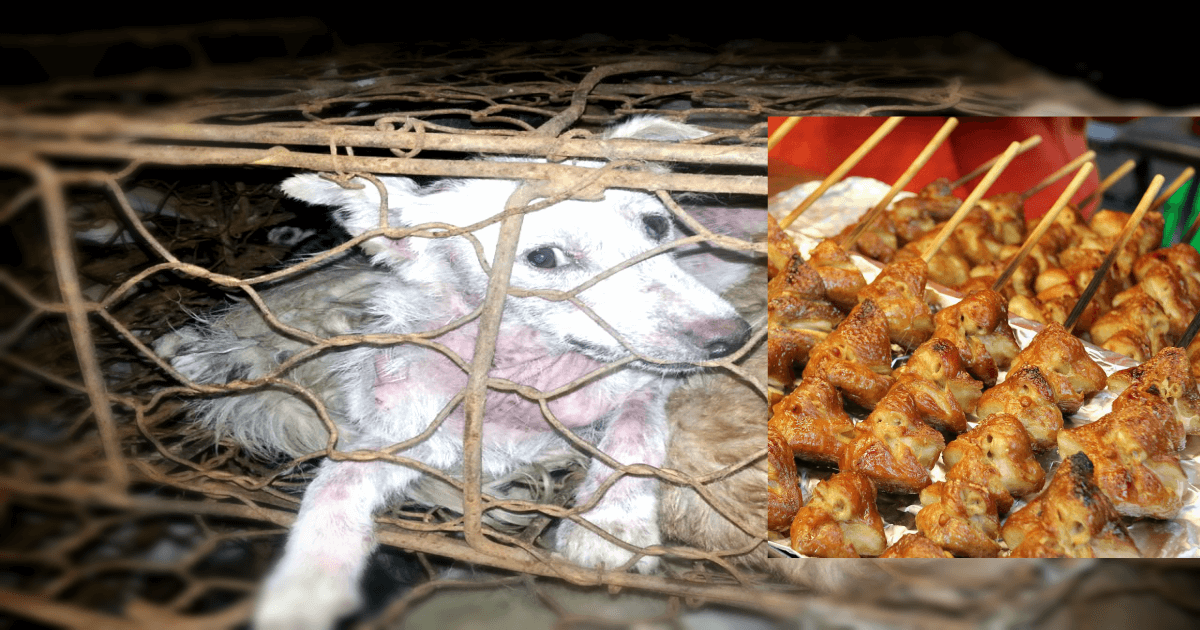 Dog Meat Sold as Chicken; Dog Skin Sold as Leather