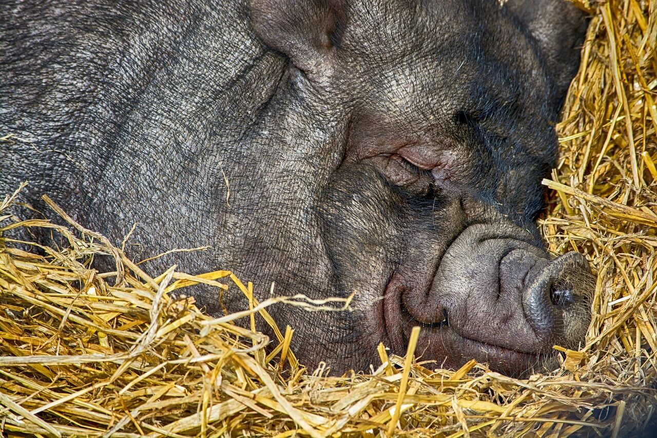 ‘Okja’ Director Is PETA’s 2017 Person of the Year