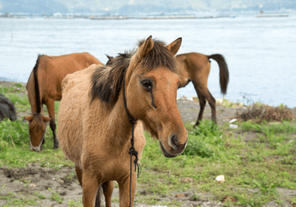 Update: PETA is Helping Animals on Taal Volcano and in the Evacuation Zone