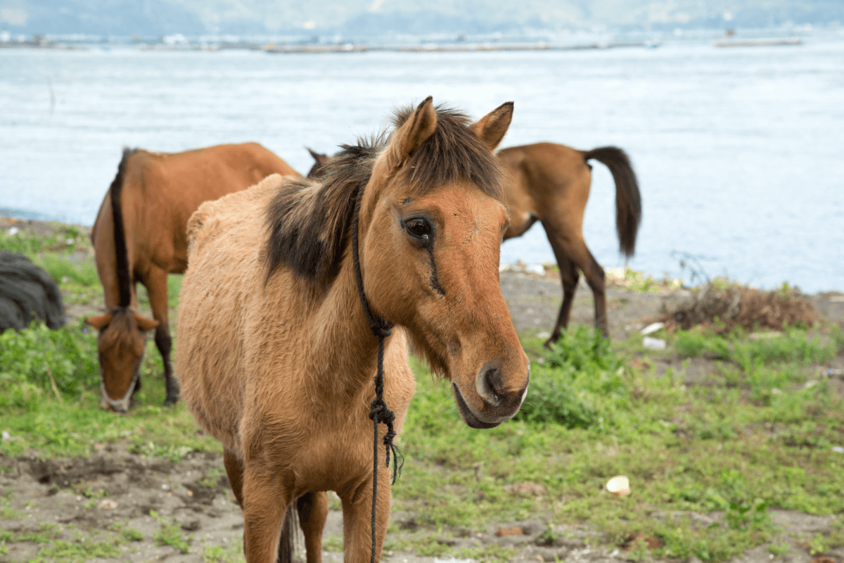 PETA Provides Overworked Horses With Care on Philippine Volcano