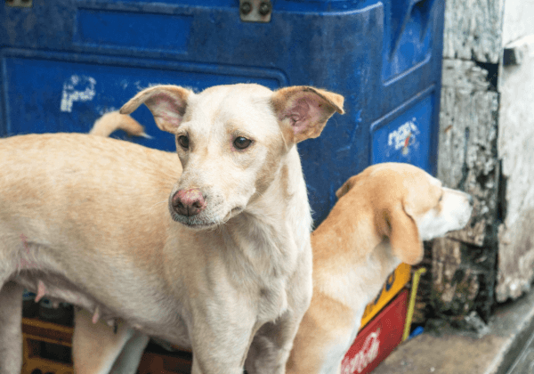 Help PETA Save Cats and Dogs in the Philippines