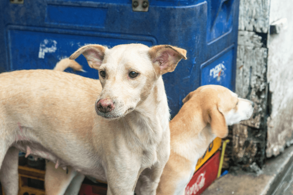 Help PETA Save Cats and Dogs in the Philippines