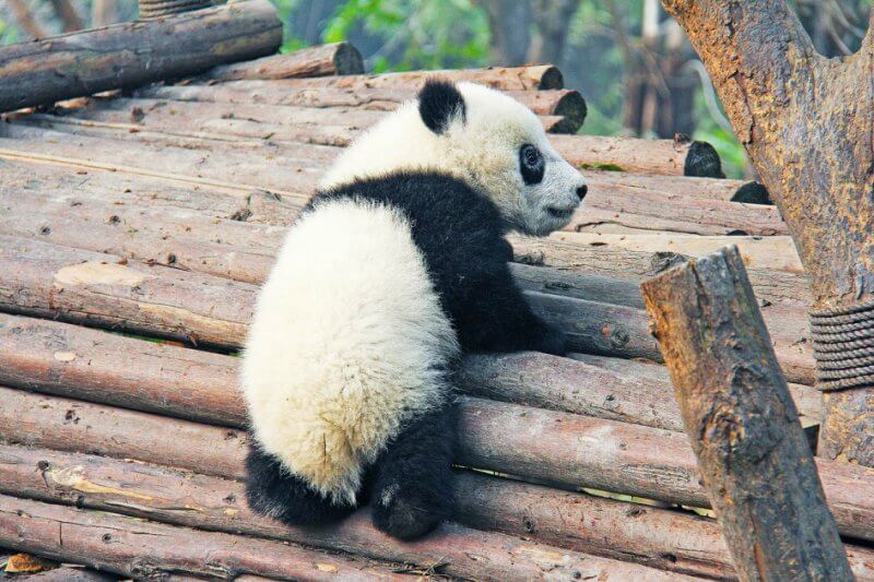 Panda Cubs Thrown Like Toys by Zookeepers When They Tried to Break Out Panda Cubs Thrown Like Toys by Zookeepers When They Tried to Break Out