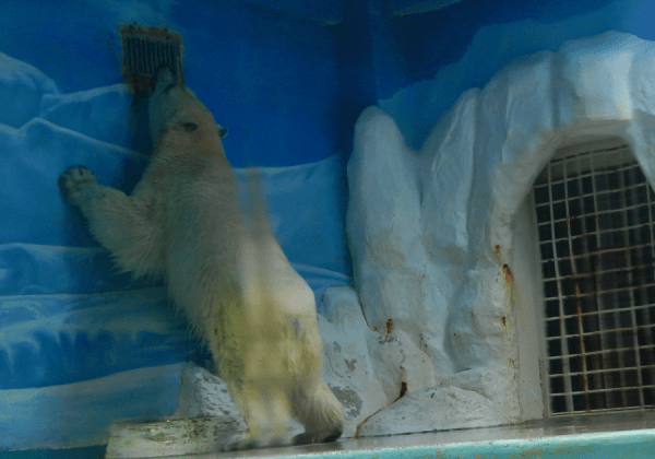 Help Free Pezoo From Captivity at Sea World