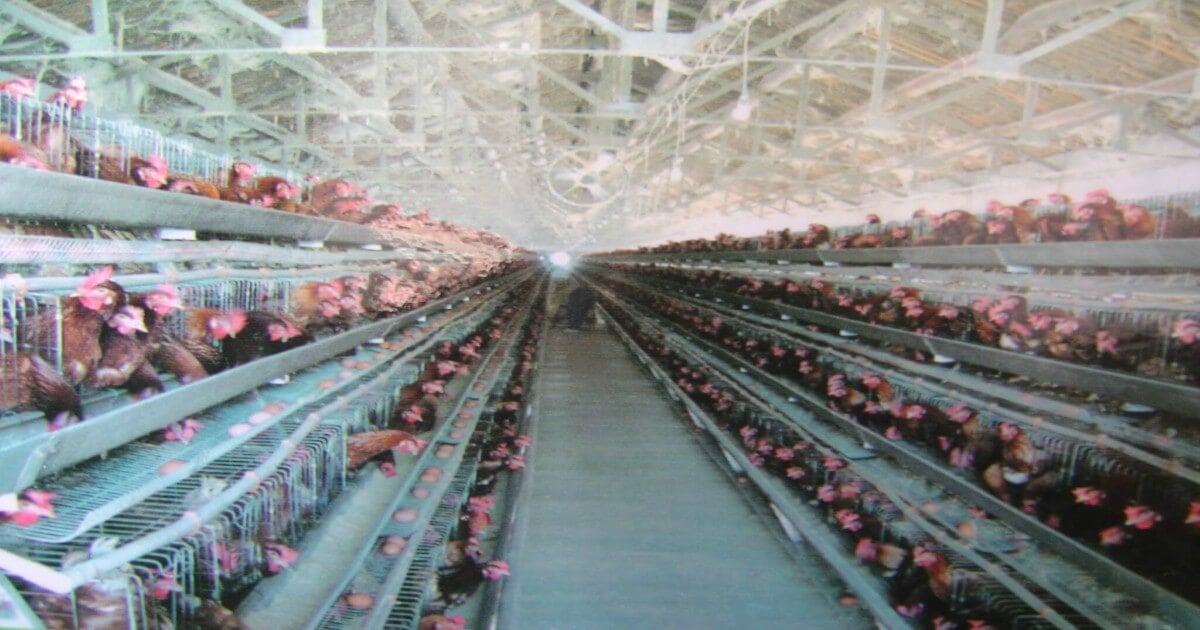Factory Farms in Asia Are Causing Global Pandemics