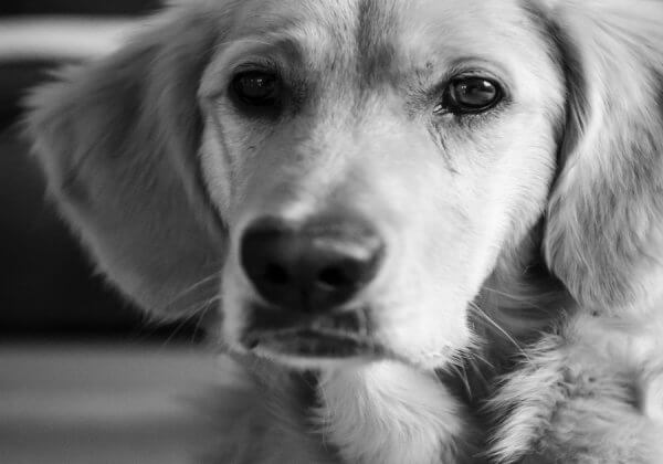 Horrifying: Vet Removes Vocal Cords of Dogs to Stop Them From Barking