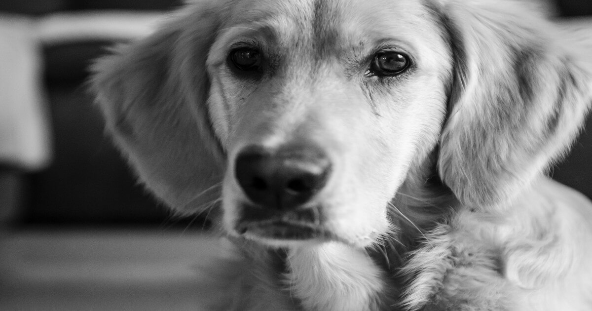 Horrifying: Vet Removes Vocal Cords of Dogs to Stop Them From Barking