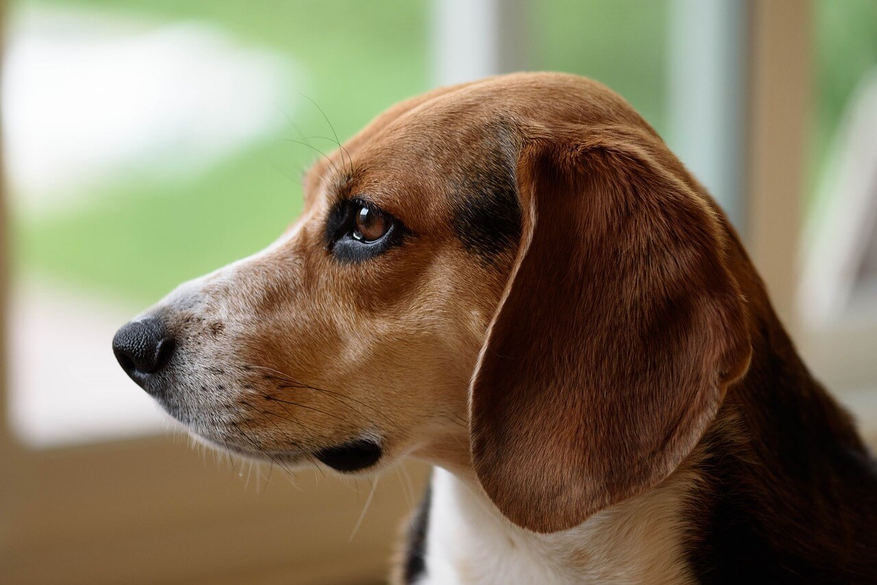 New Report Recommends Ending Poisoning Test On Dogs In Japan