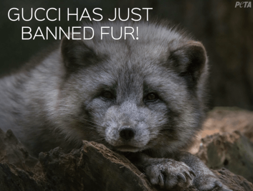 Breaking: Gucci Bans Fur!