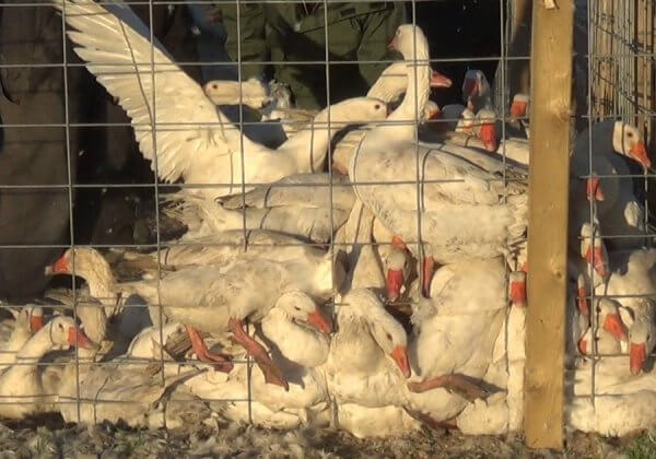 PETA U.S. Complaint Prompts Canada Goose to Change False, Misleading Marketing