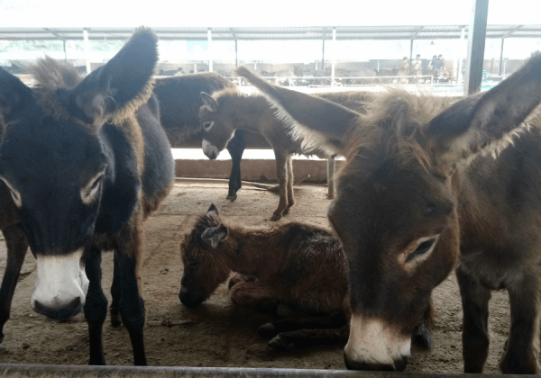 TAKE ACTION: Donkeys’ Heads Bashed in With Sledgehammers, Throats Cut in China for Gelatin in Their Skin