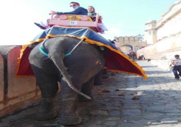 Take Action for Elephants Used for Cruel Rides in India