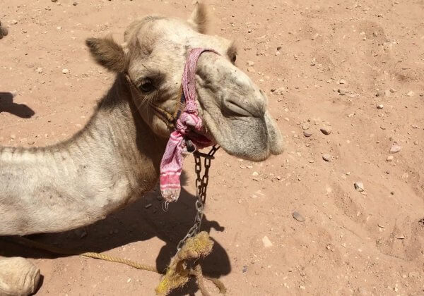 Animals Are Suffering in ‘Lost City’ of Petra.