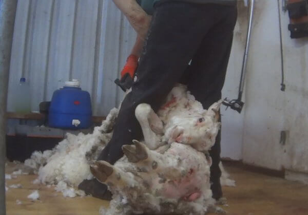 Australian Wool Industry Continues to Abuse Sheep