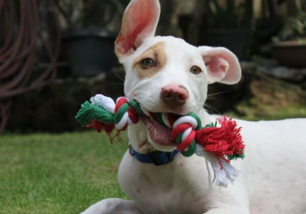 This Video Will Melt Your Heart: Christmas the Puppy’s First Holiday
