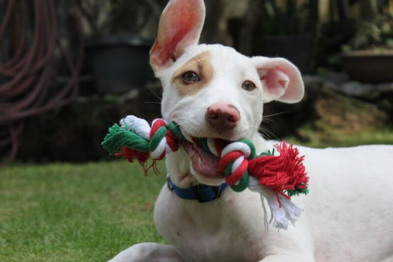 This Video Will Melt Your Heart: Christmas the Puppy's First Holiday