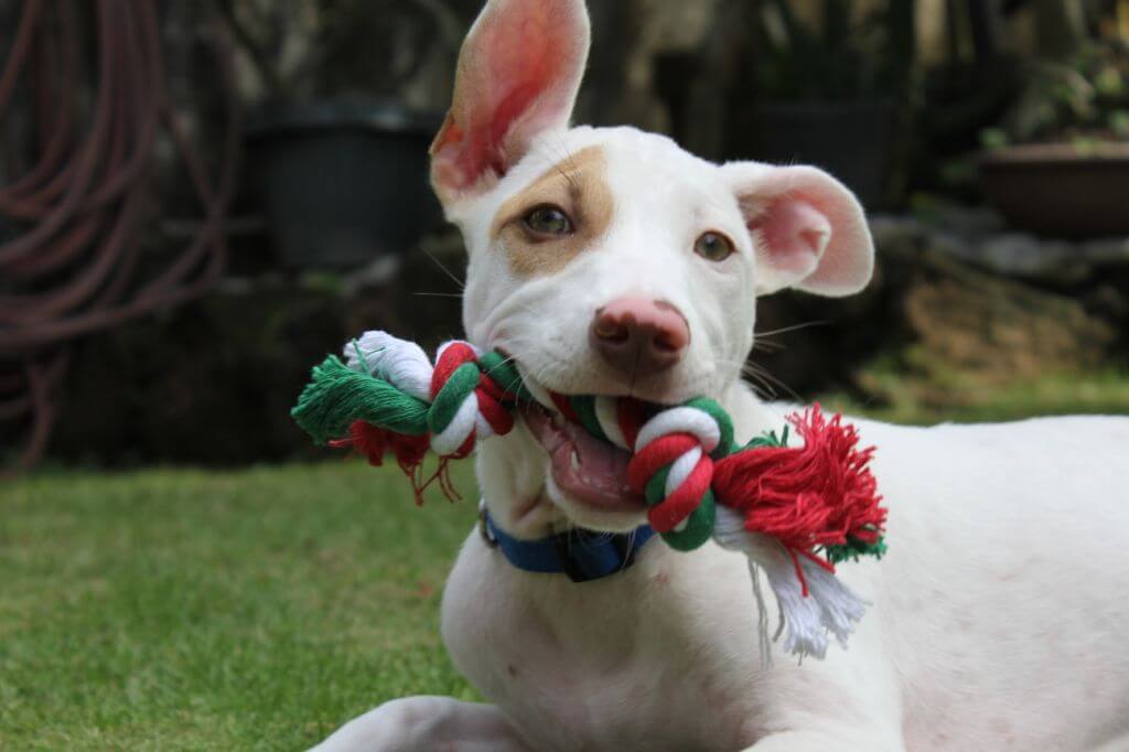This Video Will Melt Your Heart: Christmas the Puppy’s First Holiday