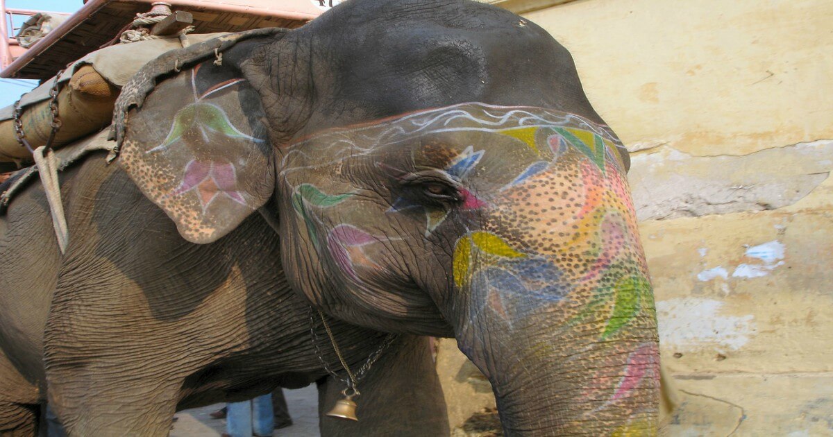 Frightened Elephant Used for Rides in Sri Lanka Tries to Break Free—and We’re Not Surprised