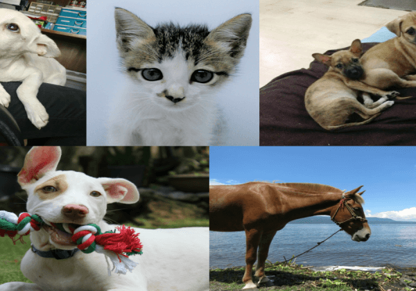 Meet Some of the Animals PETA Helped in 2017