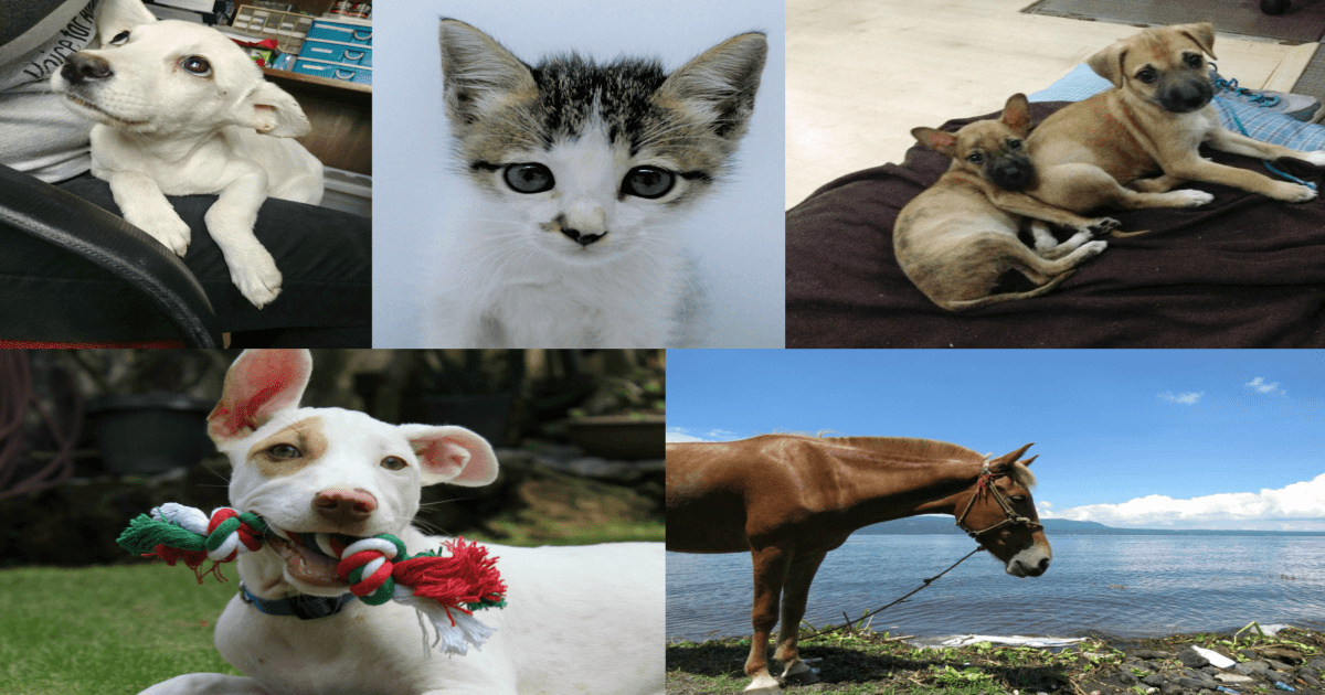 Meet Some of the Animals PETA Helped in 2017