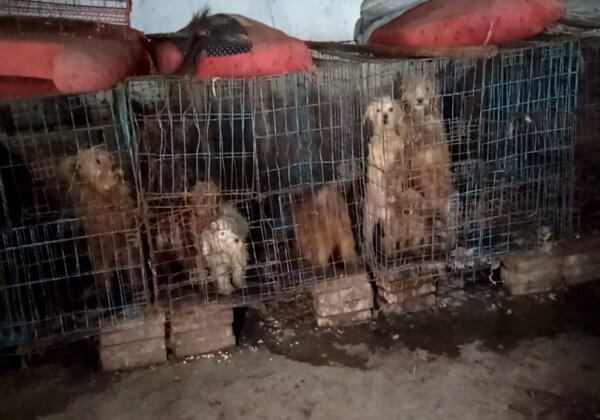 Dogs Confined to Filthy Cages in Chinese Puppy Mills
