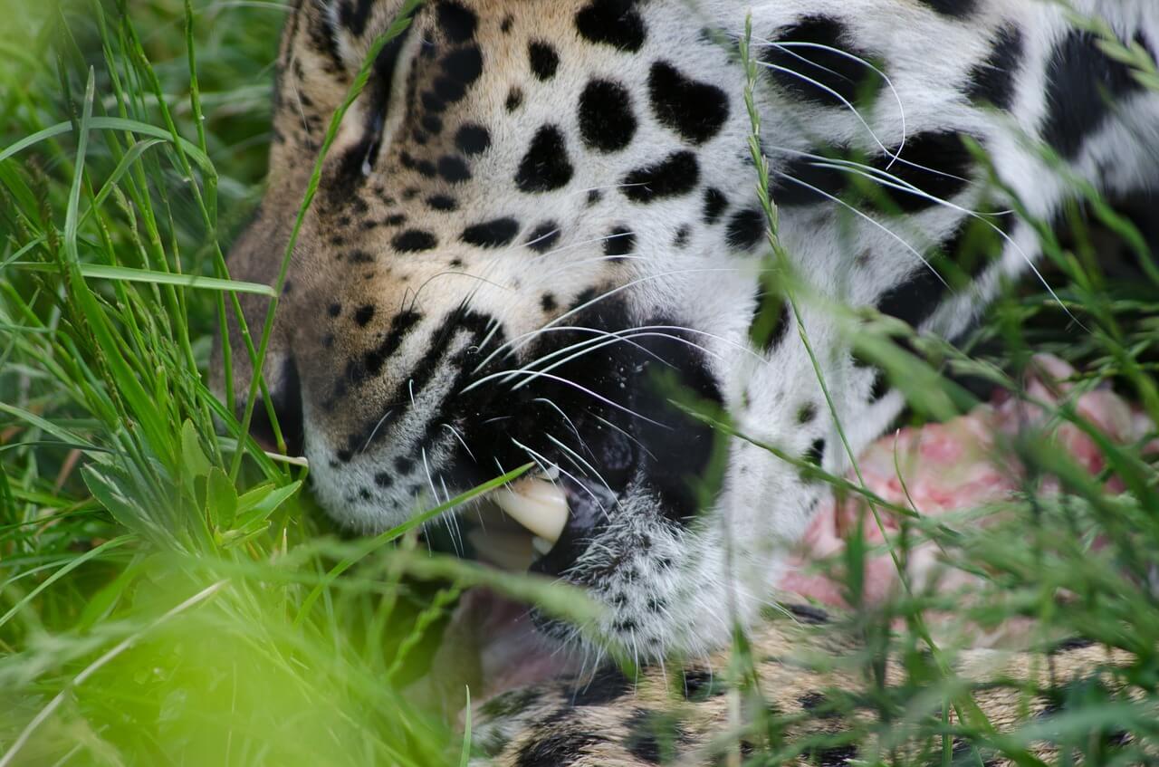 Bolivian Jaguar Population at Risk Because of Poaching for Pendants