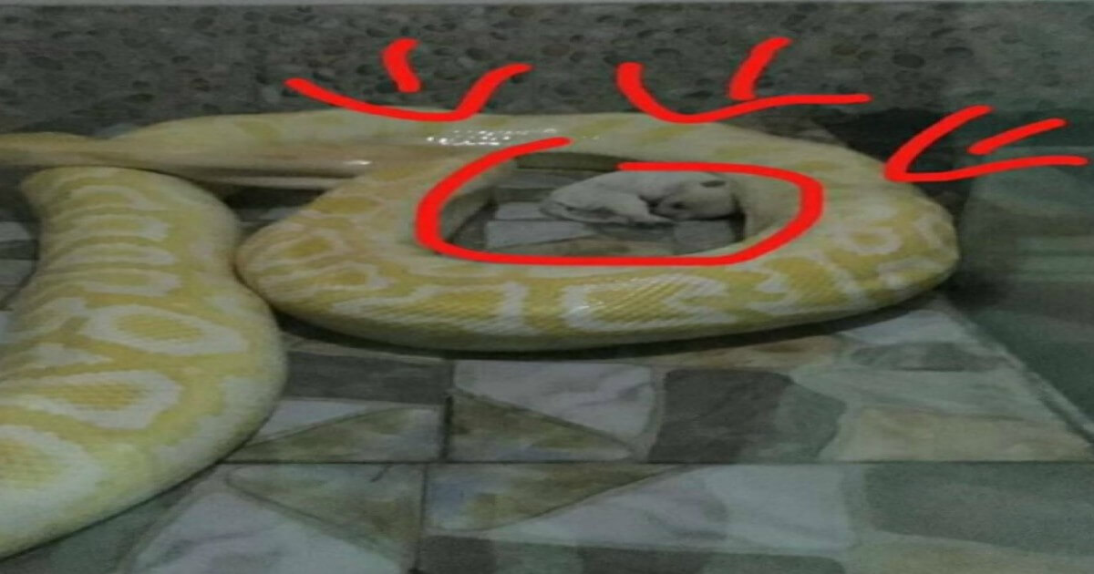 Shocking: Live Puppies Fed to Snake in Chinese Zoo