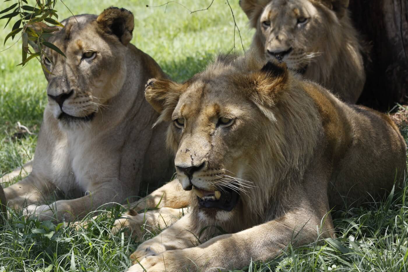 Lions Turn the Tables, Eat Probable Hunter