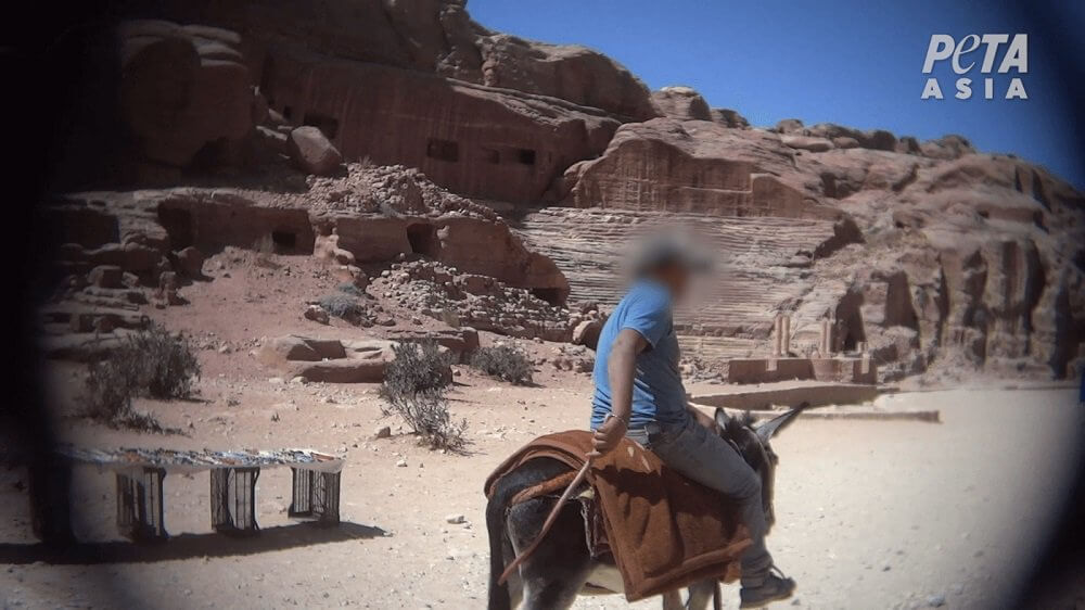 Going to Petra? 5 Terrible Reasons Why Animals Suffer in the ‘Lost City’