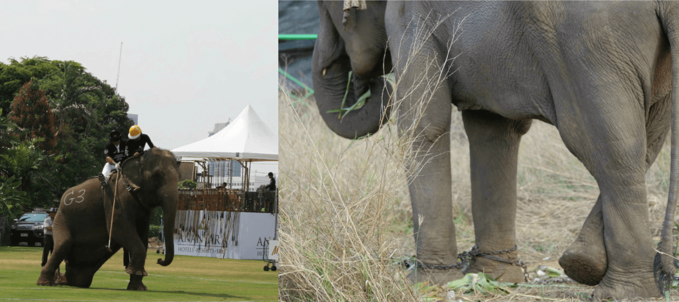 Progress: Companies Pull Elephant Polo Sponsorship