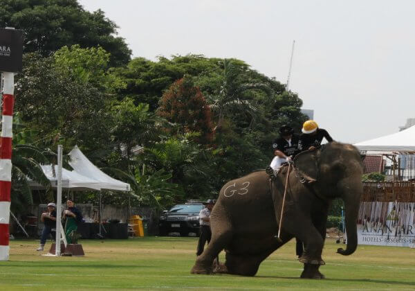 Thailand’s King’s Cup Elephant Polo Tournament Is No More!