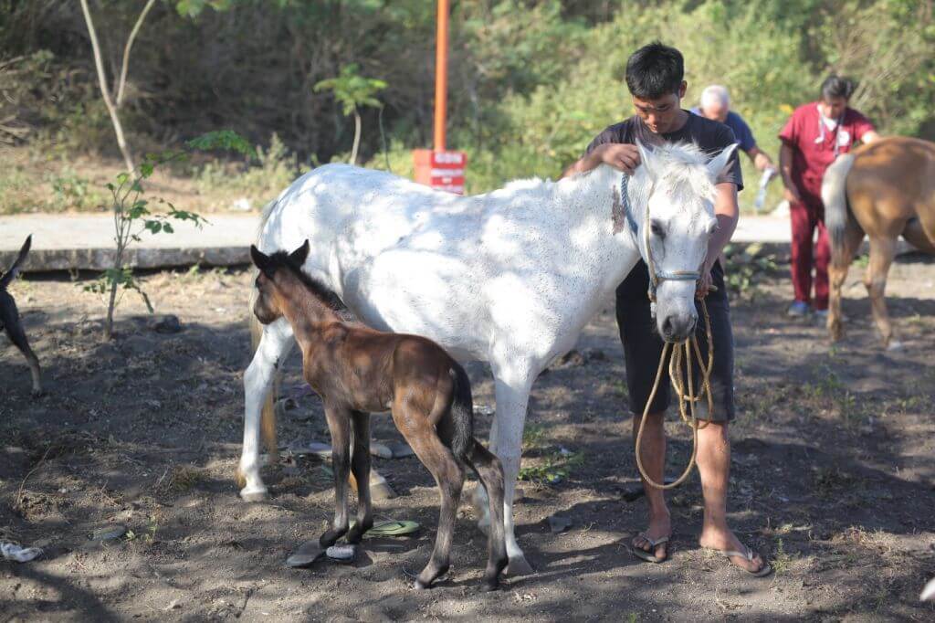 PHOTOS: Hundreds of Overworked Horses Receive Veterinary Care on Volcanic Island