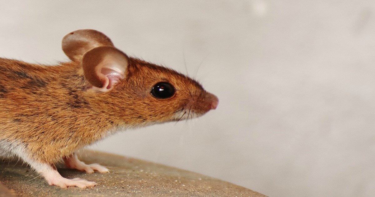 humane mouse removal: 9 steps for a rodent-free home