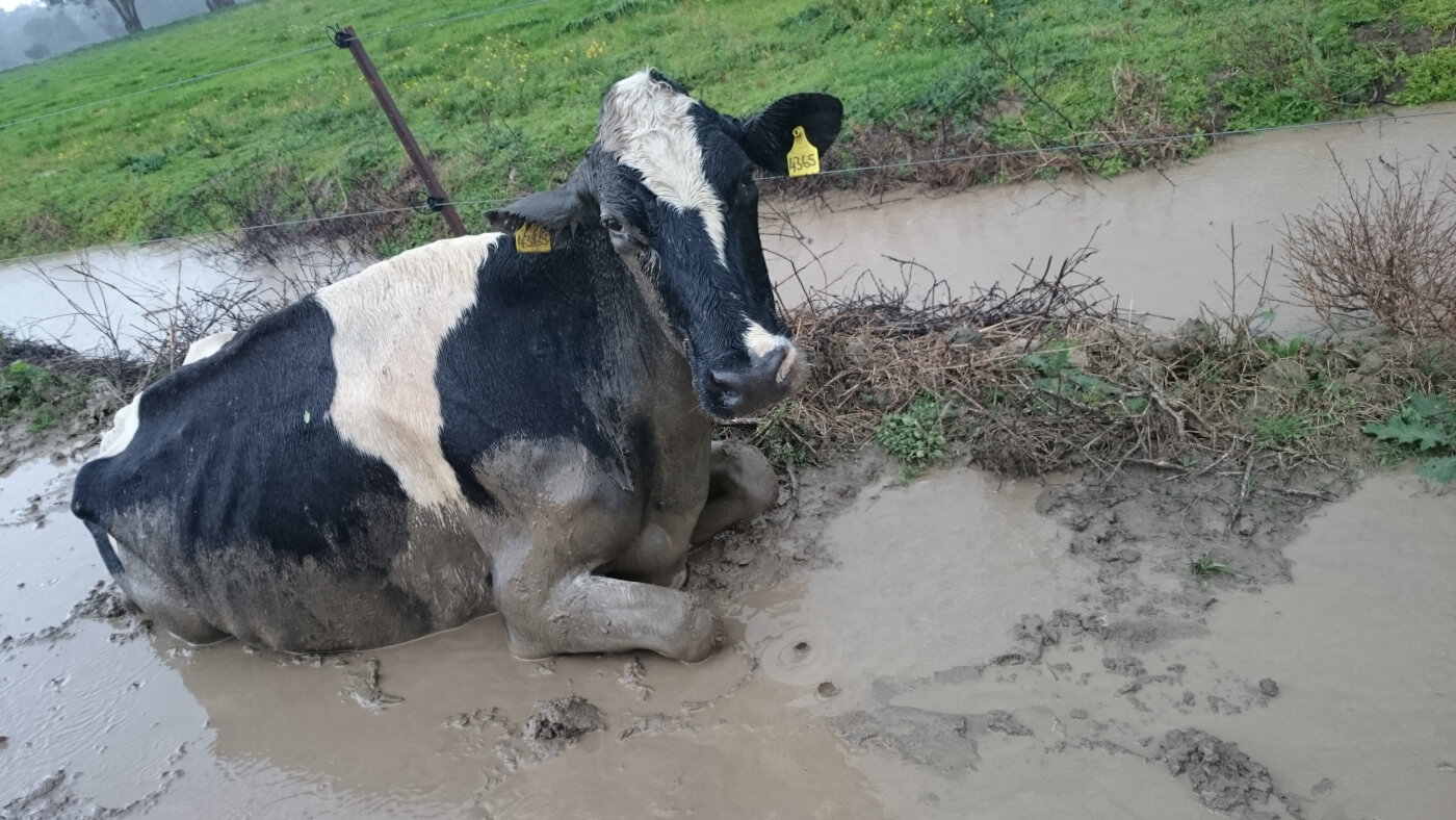 Calves Killed With Hammers, Cows Dragged on Australian Dairy Farm
