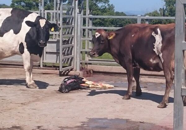 EXPOSED: Calves Killed With Hammers, Cows Dragged on Australian Dairy Farm