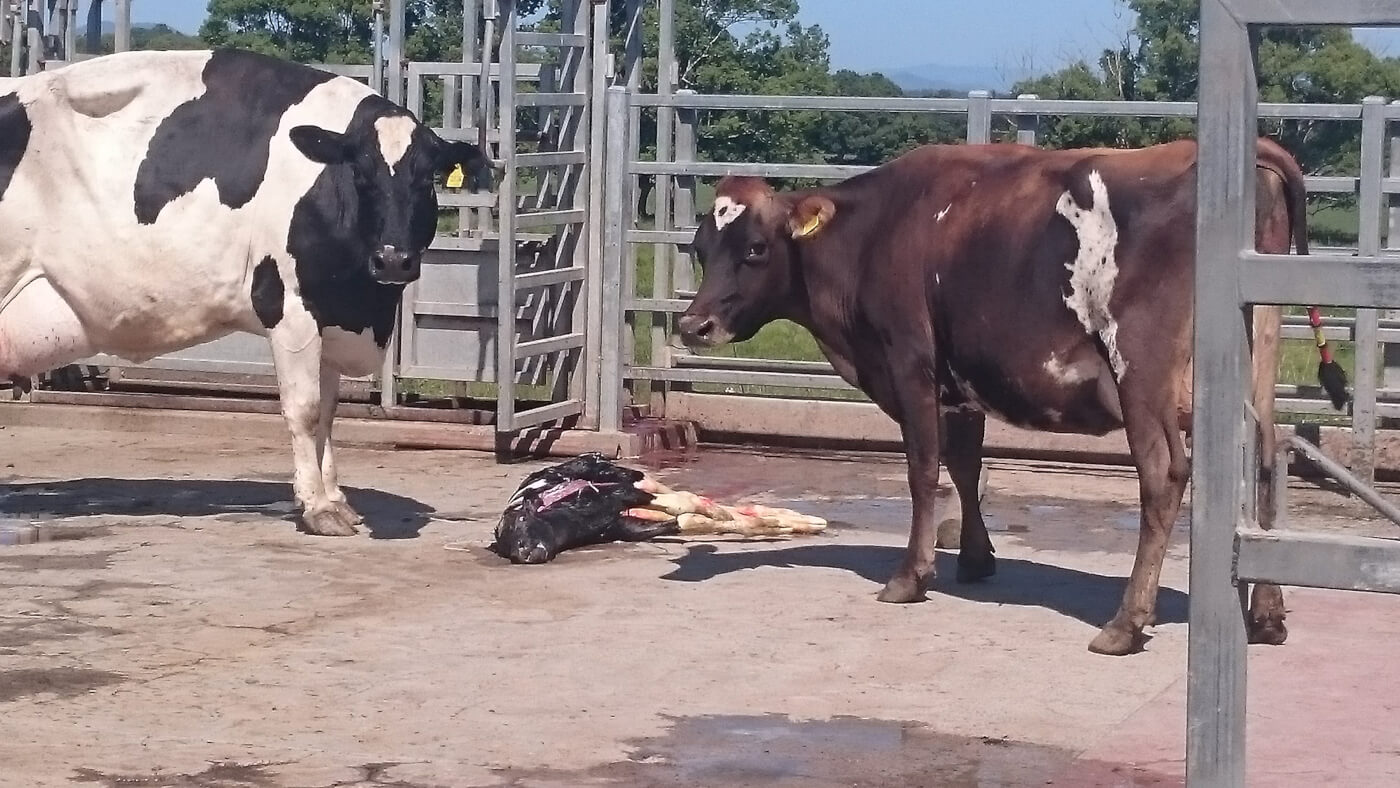 Calves Killed With Hammers, Cows Dragged on Australian Dairy Farm