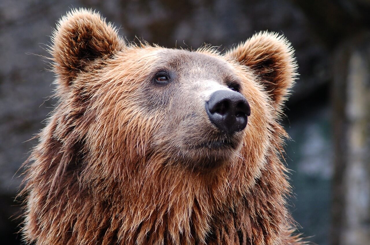 WATCH: Bear Forced to Present Ball During Russian Soccer Match