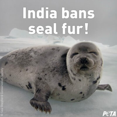 India Bans Seal Fur, Further Crushing Seal Slaughter