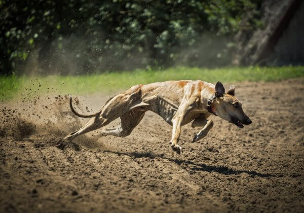 Urge Macau Officials to Save Greyhounds!