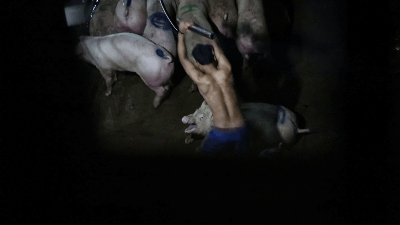 Pigs’ Heads Are Bashed in With Metal Pipes in Cambodian Slaughterhouse