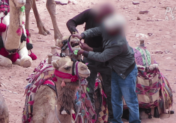 New Video Reveals Animals Are Still Beaten at Petra
