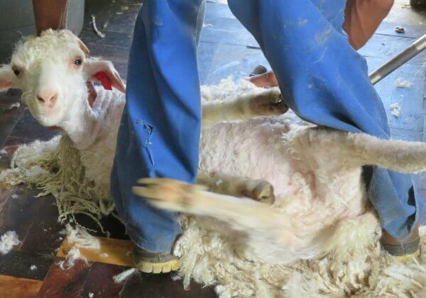 Charges Filed Against Those Who Threw, Cut, Killed Goats for Mohair
