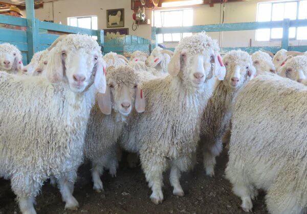 Over 340 Fashion Retailers Around the World Are Banning Mohair After Seeing PETA’s Investigation