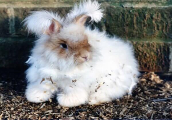 PETA Has Decimated the Angora Industry. Now Let’s Win Against Mohair