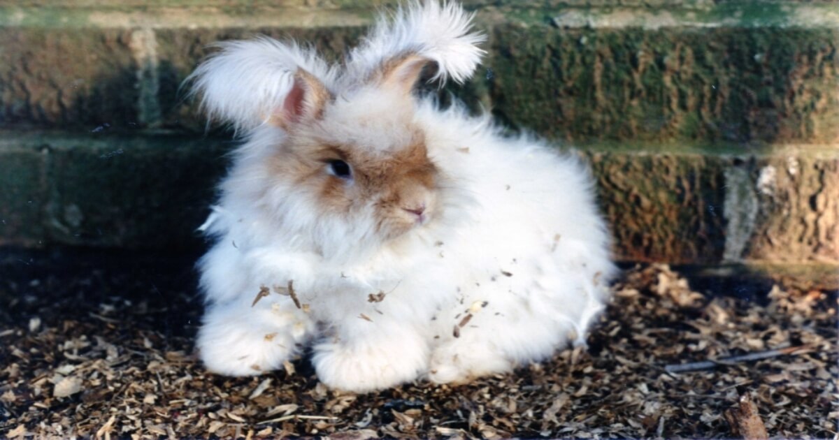 PETA Has Decimated the Angora Industry. Now Let’s Win Against Mohair