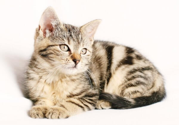 Take Action! Cats Being Killed for Fur Coats
