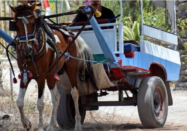 Tourism-Fuelled Animal Abuse on the Gili Islands in Indonesia