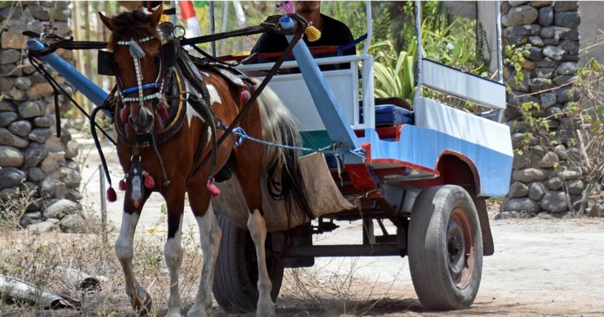 Tourism-Fuelled Animal Abuse on the Gili Islands in Indonesia